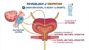 how do you get a uti