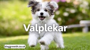 valplekar